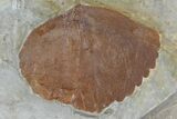 Fossil Leaf (Zizyphoides) - Montana #120809-1